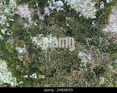 Grey stone with green aged moss, background texture, moist. Green lichen on a stone. Stock Photo