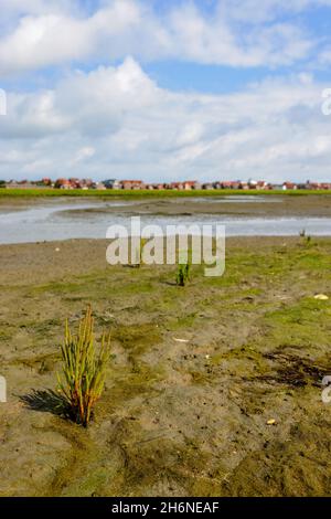 Common glasswort (Salicornia europaea) in the wadden sea at low tide at Juist, East Frisian Islands, Germany. Stock Photo
