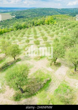 Green almonds trees in onchard after harvesting nuts. Tree rows in summer, cultivation of almond nuts