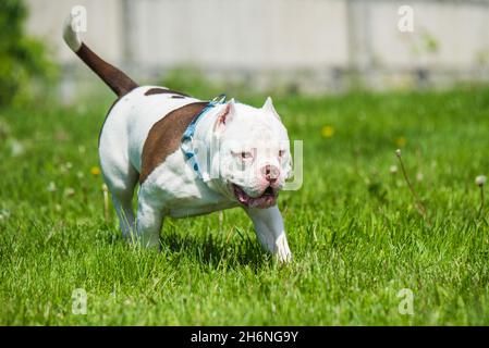 American Bully dog male in move on nature Stock Photo