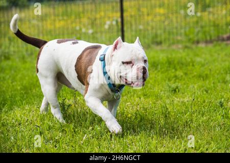 American Bully dog male in move on nature Stock Photo