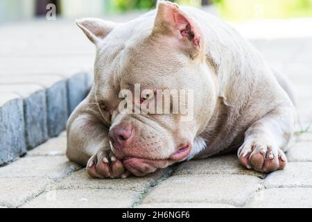 Lilac color American Bully dog is lying on the doorstep Stock Photo