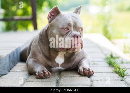 Lilac color American Bully dog is lying on the doorstep Stock Photo