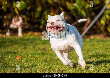 American Bully dog male in move on nature Stock Photo