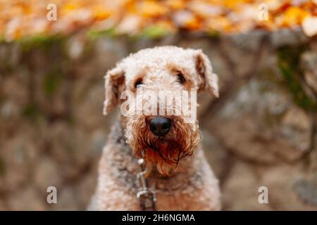 Airedale Terrier dog sitting in front of stone wall and autumn leaves, looking at the camera Stock Photo