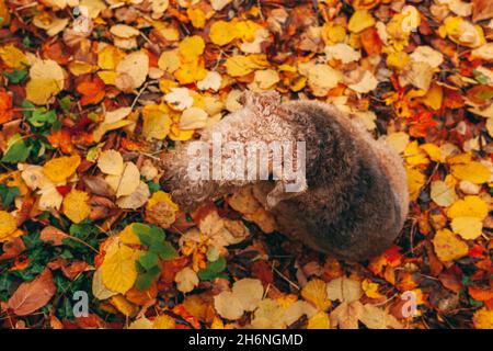 Airedale Terrier dog sitting in colorful autumn leaves, view from above, top angle Stock Photo