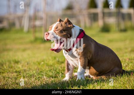 Chocolate color American Bully dog yawns green grass Stock Photo