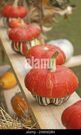 A bunch assorted gourds, zucchini, pumpkin and winter squash Stock Photo
