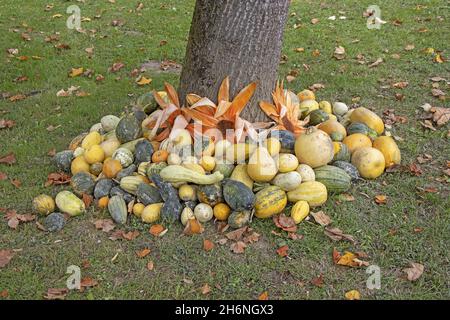 A bunch assorted gourds, zucchini, pumpkin and winter squash Stock Photo