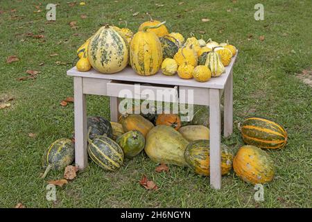 A bunch assorted gourds, zucchini, pumpkin and winter squash Stock Photo