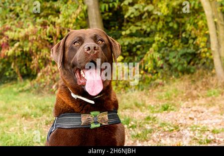 Portrait of Chocolate Labrador Retriever dog with open mouth and tongue out. Stock Photo