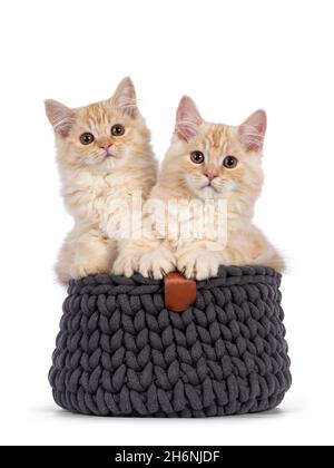Two creme Cymric tailed cat kittens sitting together in a gray basket. Looking towards camera. isolated on a white background. Stock Photo