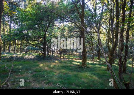 Forest around the Lake of Vassiviere, Limousin, France Stock Photo