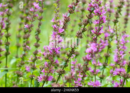 Purple loosestrife (Lythrum salicaria), in full bloom, Wahner Heide, North Rhine-Westphalia, Germany Stock Photo