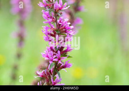 Purple loosestrife (Lythrum salicaria), inflorescence detail, Wahner Heide, North Rhine-Westphalia, Germany Stock Photo