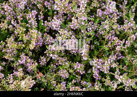 Common Heather (Calluna vulgaris), large stand in flower, from above, Neustaedter Moor, Lower Saxony, Germany Stock Photo