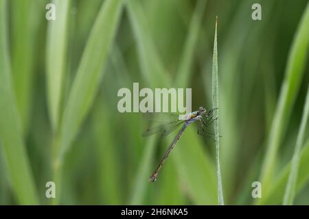 Emerald Damselfly (Lestes sponsa), sitting on blade of grass in morning dew, Esterweger Dose, Lower Saxony, Germany Stock Photo