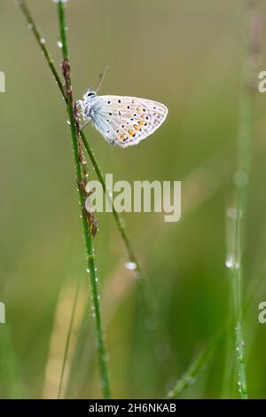 Gossamer winged butterfly (Lycaenidae), sitting on blade of grass in morning dew, Neustaedter Moor, Lower Saxony, Germany Stock Photo