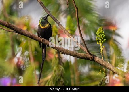 Bronze Sunbird - Nectarinia kilimensis, small beautiful colored perching bird from African gardens and woodlands, Bwindi, Uganda. Stock Photo