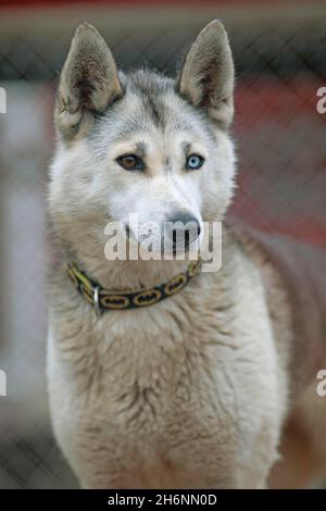 Siberian husky, Lapland, Finland Stock Photo