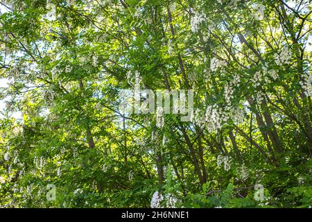 Acacias young flowering trees. Spring. Blooming clusters of acacia. Honey spring plant. Collect nectar. Branches of black locust Robinia pseudoacacia Stock Photo