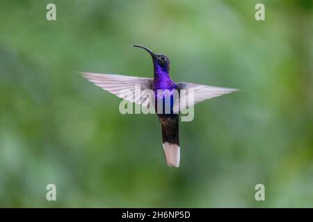 Violet Sabrewing (Campylopterus hemileucurus) or Purple Sabrewing, male, in flight, Monteverde Rainforest, Costa Rica Stock Photo