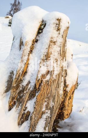 Old decayed tree stump with snow Stock Photo