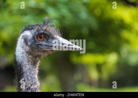 Emu (Dromaius novaehollandiae) captive occurrence in Australia, Tiergarten, Zoo, Germany Stock Photo