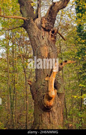 800 year old English oak Dicke Marie is a natural monument in the ...