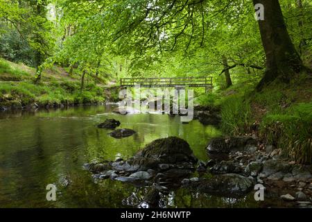 Ash Bridge over the East Lyn River at Barton Wood in Exmoor National Park near Watersmeet, Lynmouth, Devon, England, United Kingdom Stock Photo