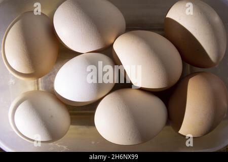 freshly picked chicken coop eggs Stock Photo