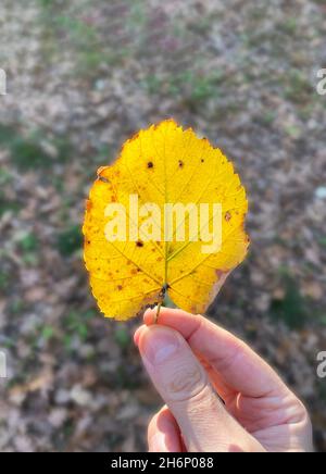 hold dried leaf. autumn concept. dry yellow poplar tree leaf Stock Photo