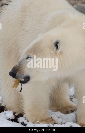 Canada, Manitoba, Churchill. Polar bear (WILD: Ursus maritimus) Young male bear eating kelp. Stock Photo