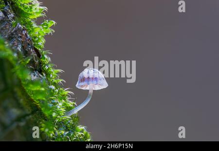 A vibrant little mushroom with empty space for text Stock Photo