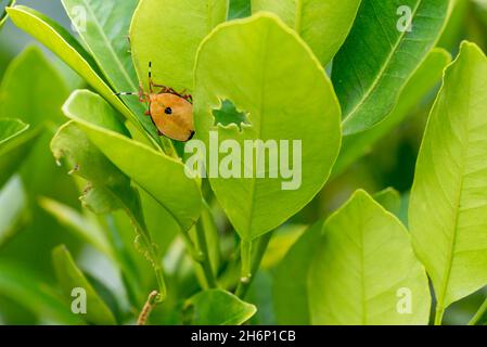 Large stink bug, Musgraveia sulciventris, found in Australia, also ...