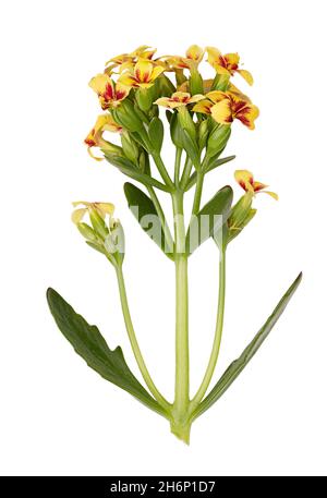 Kalanchoe blooming branch on a white background Stock Photo - Alamy