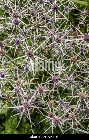 Eryngium Variifolium - Sea Holly Stock Photo