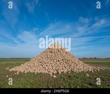 large pile of sugar beets under blue sky in belgium between brussels and namur Stock Photo