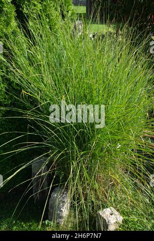 beautiful and big calamagrostis grass plant with bright green long leaves in the summer season, karl foerster grass Stock Photo