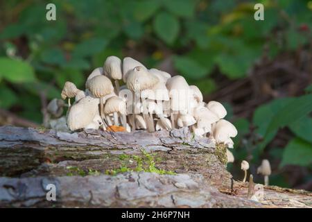 Cluster of white mushrooms on dead tree trunk Stock Photo