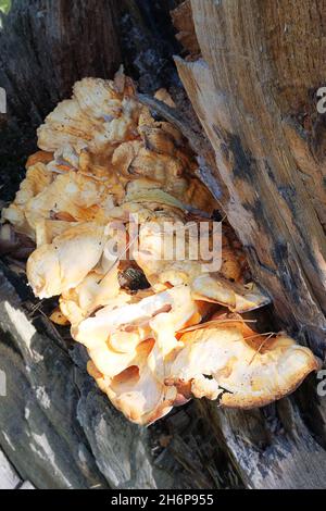 Hairy Stereum fungus on dead tree trunk. Stereum Hirsutum growths root sponge on a tree. Root sponge. Forest mushrooms. Stock Photo