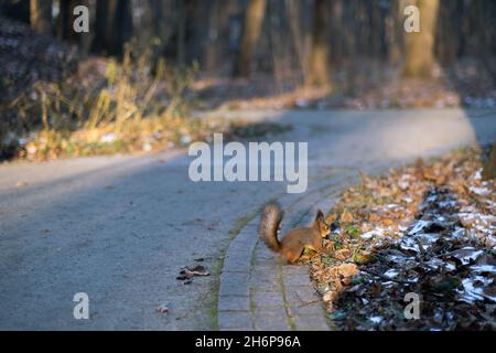 Cute squirrel in the forest and on the street. High quality photo Stock Photo