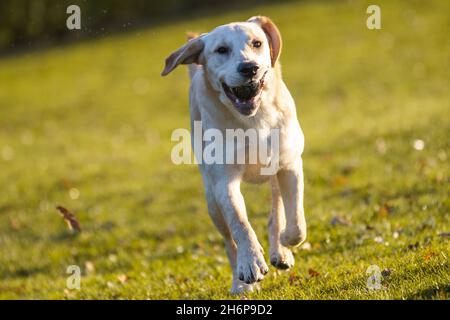 Beautiful young Golden Labrador pictured outdoors on an autumn background. Stock Photo