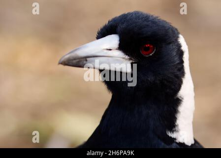 Closeup shot of an Australian Magpie on blurred background Stock Photo