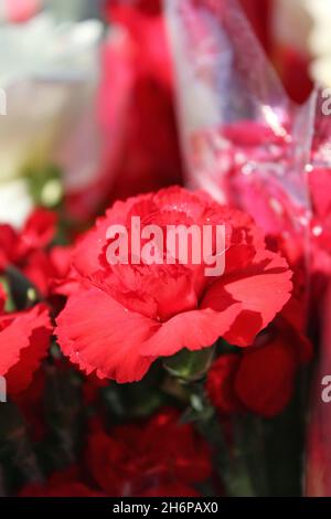 Beautiful bouquet of cheerful fresh bright red carnations and flowers on a sunny summer day. Stock Photo