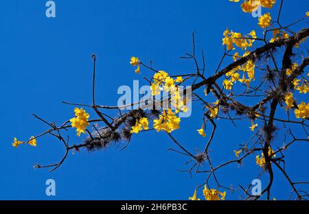 Golden trumpet tree or Yellow ipe tree (Handroanthus chrysotrichus), Tiradentes, Brazil Stock Photo