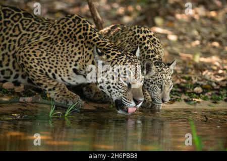 A wild Jaguar mother and her cub drinking water in North Pantanal, Brazil Stock Photo