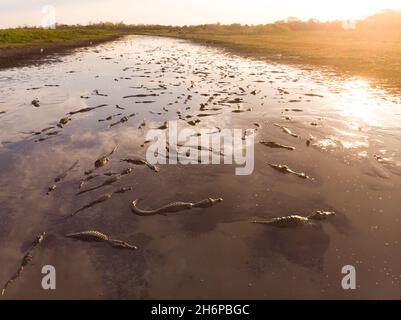 Lots of caimans gathering at a drying lake during an extreme dry season in the Pantanal of Brazil Stock Photo