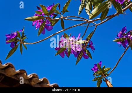 Purple princess flower (Tibouchina granulosa), Minas Gerais, Brazil Stock Photo