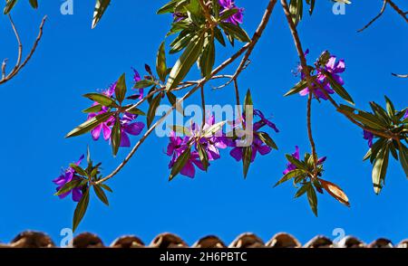 Purple princess flower (Tibouchina granulosa), Minas Gerais, Brazil Stock Photo